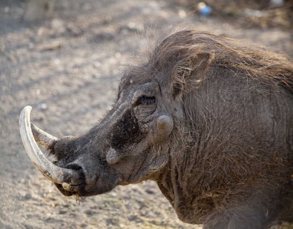 Portrait of old warthog, Etosha NP, Namibia